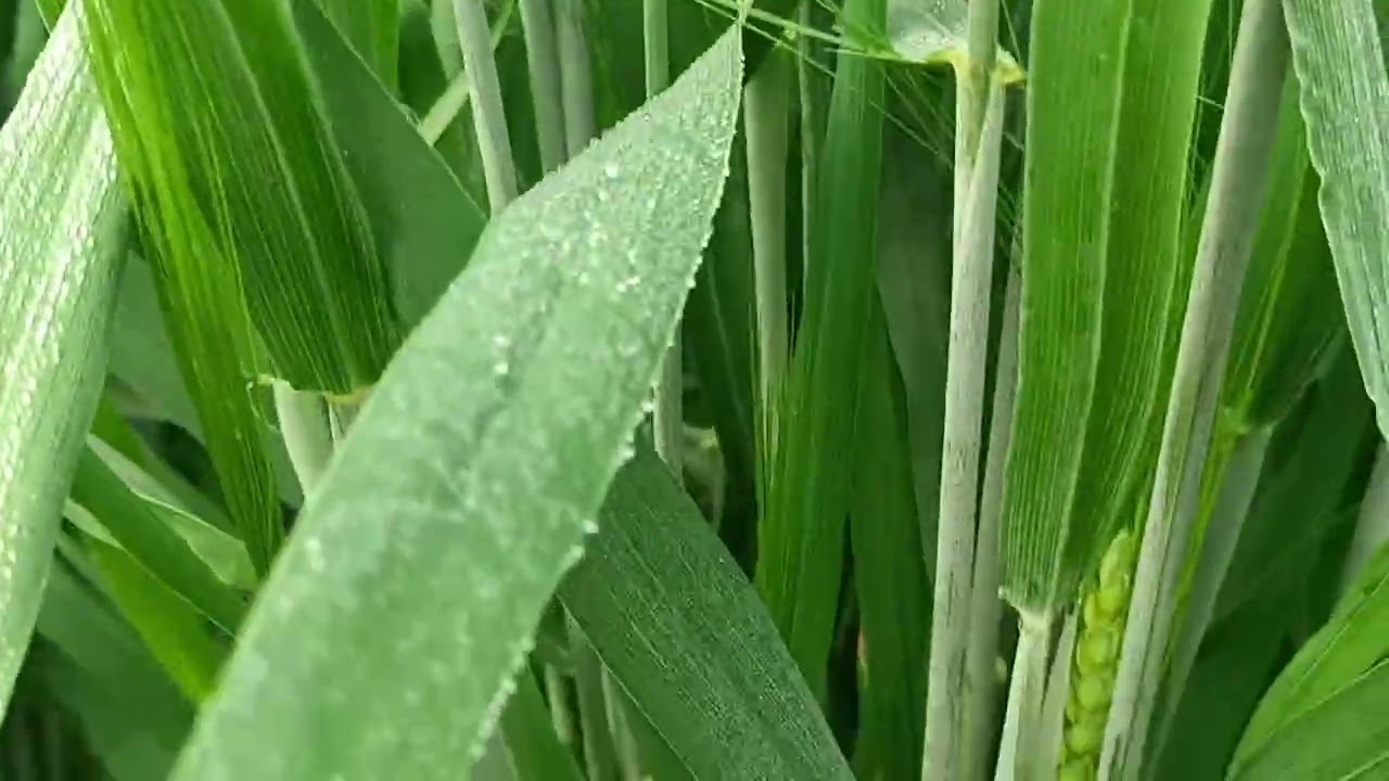 कम बीज ज्यादा बीज दर के फायदे नुकसान  वीडियो को पूरा देखे सुने