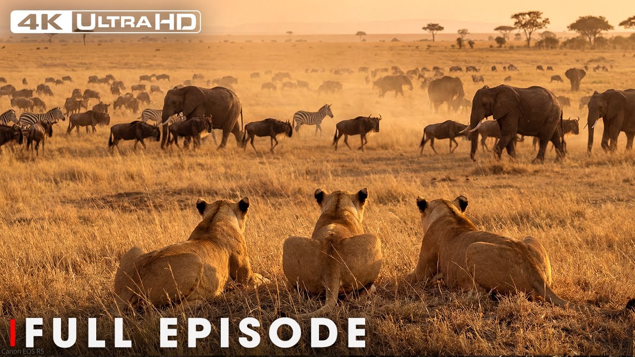 Battle for Survival (Full Episode) | Savage Kingdom | Nature Animal Documentary