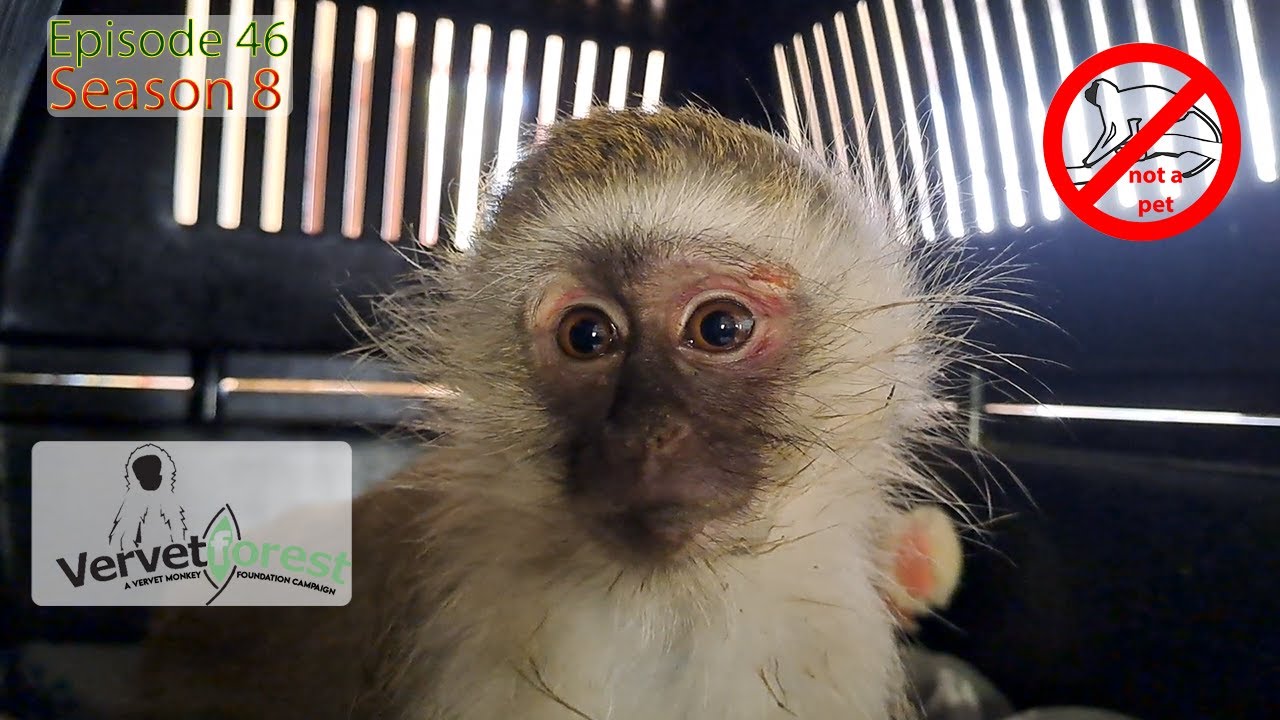 Baby Monkey Mira's Brave Battle: Survives Car, Falls, Brain Trauma—Will She Reunite with Her Troop?