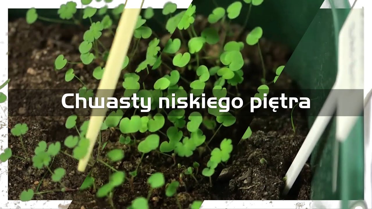 Rozpoznajemy najważniejsze chwasty | CHWASTY NISKIEGO PIĘTRA
