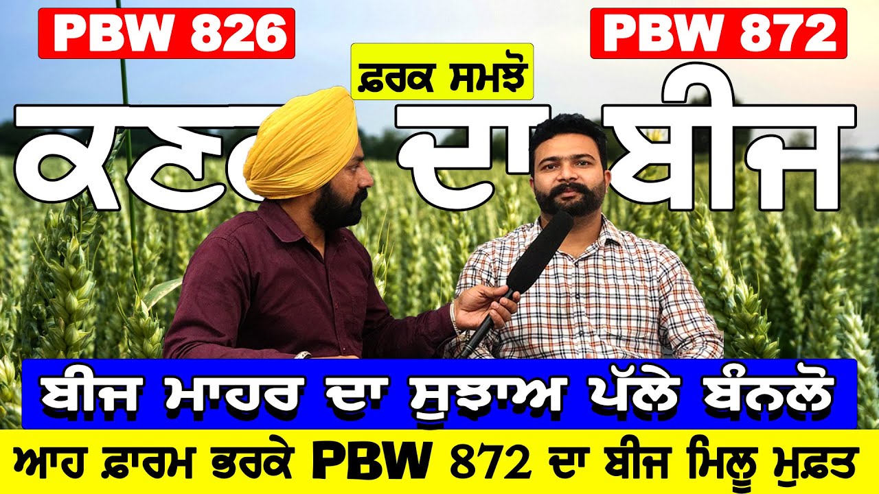 ਆਹ ਫ਼ਾਰਮ ਭਰ ਕੇ PBW 872 ਦਾ ਬੀਜ ਮਿਲੂ ਮੁਫ਼ਤ | ਬੀਜ ਮਾਹਰ ਦਾ ਸੁਝਾਅ ਪੱਲੇ ਬੰਨਲੋ | PAP