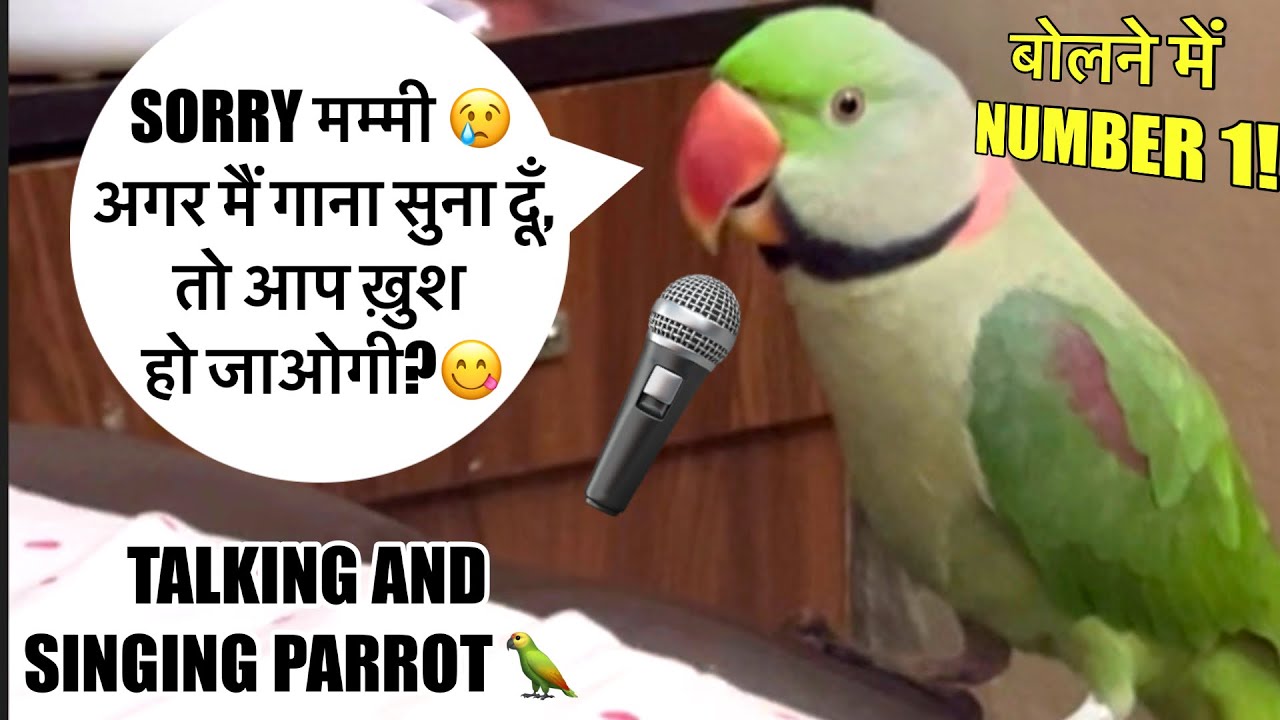 मम्मी Sorry 🦜😢गाना सुना दूँ तो मान जाओगी ?Talking And Singing Parrot 🦜 बोलने वाला Tota 