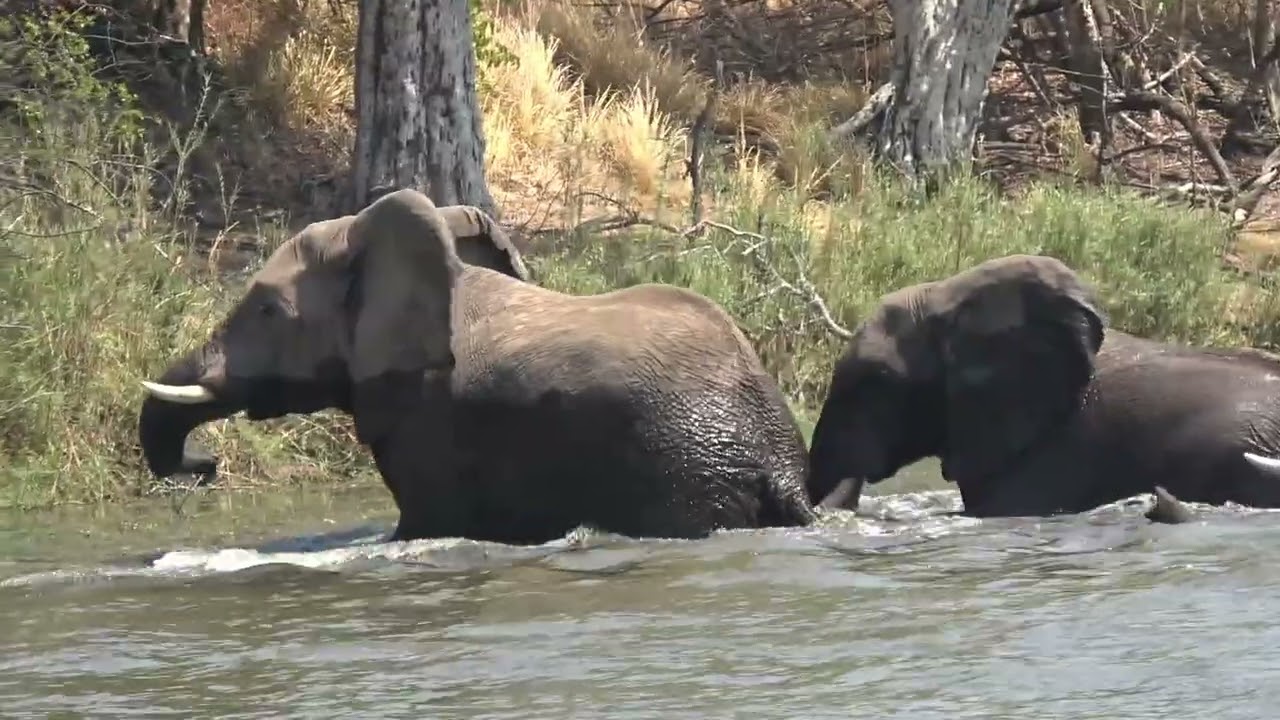 ELEPHANTS ACROSS  THE LUFUPA