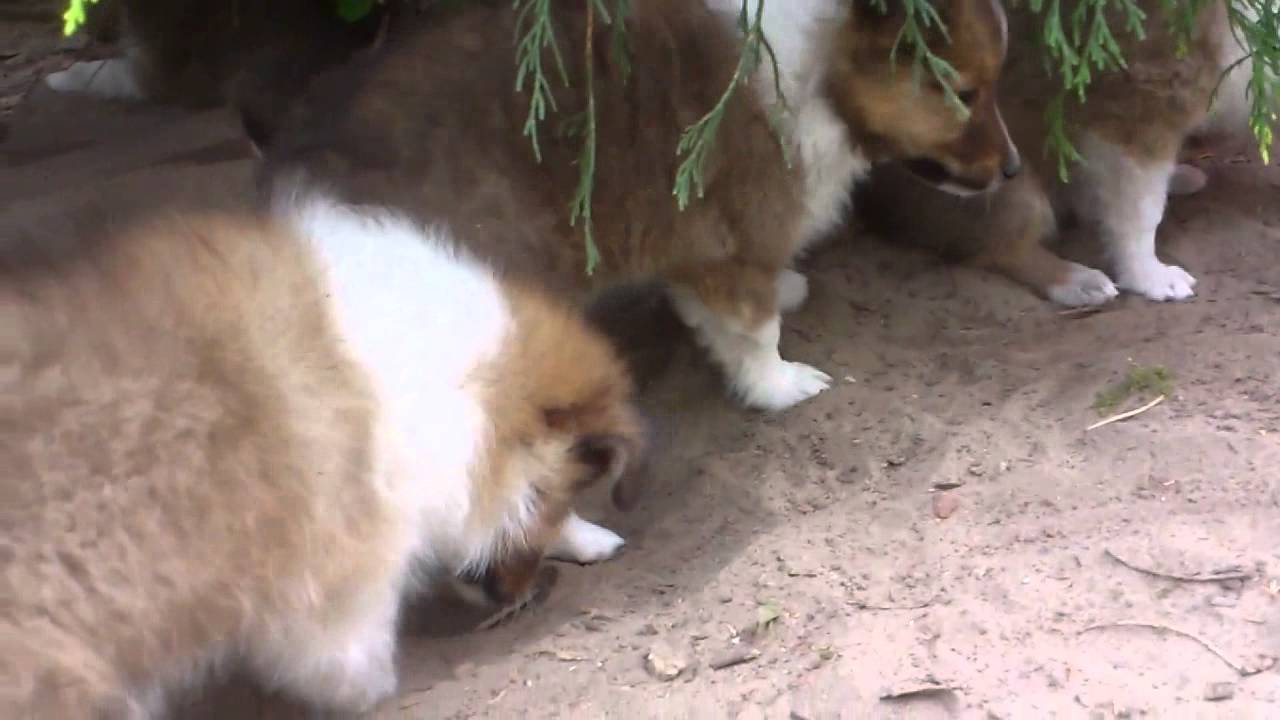 Litter ,,J