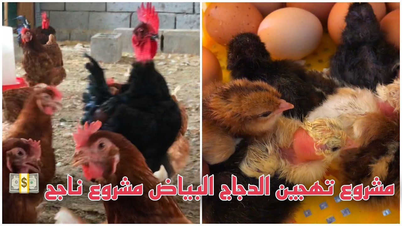 مشروع صغير منزلي تهجين الدجاج البياض