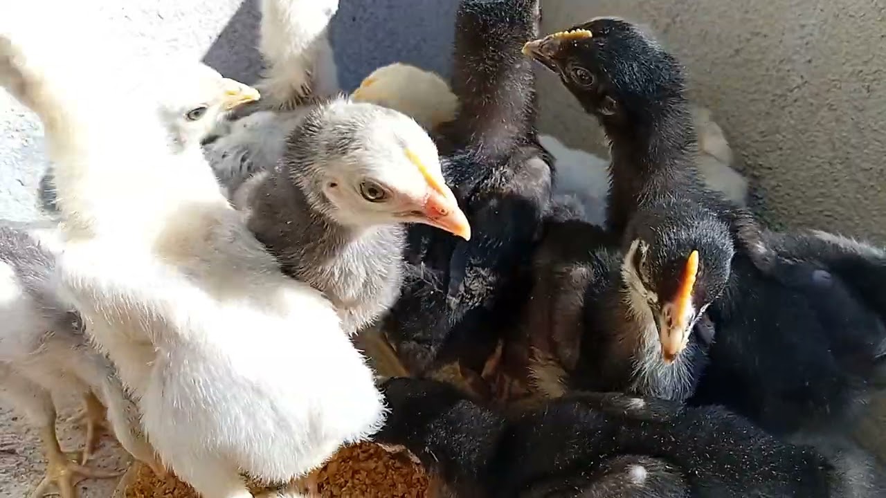 Los pollitos ya están grandes 🐤 🐤 🐤 