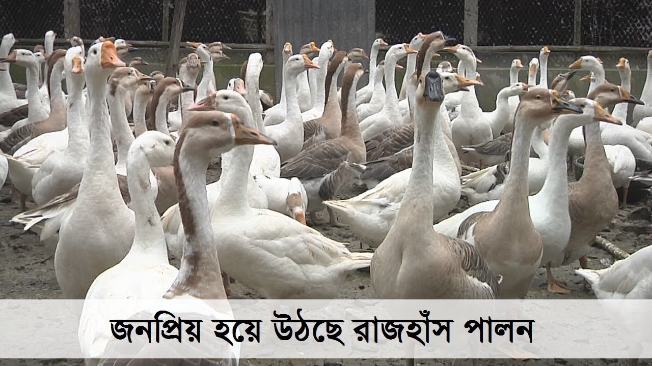 জনপ্রিয় হয়ে উঠছে রাজহাঁস পালন