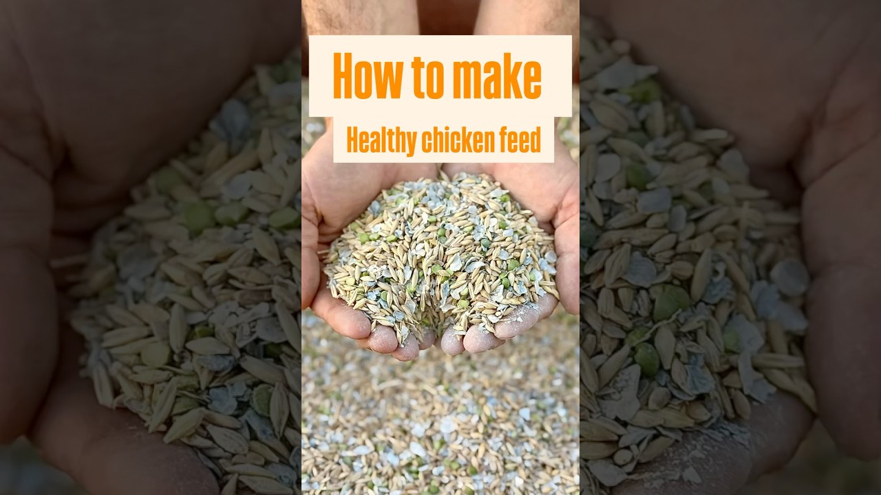 HOW TO MAKE YOUR OWN ORGANIC CHICKEN FEED for half the cost of buying organic chicken feed #chicken