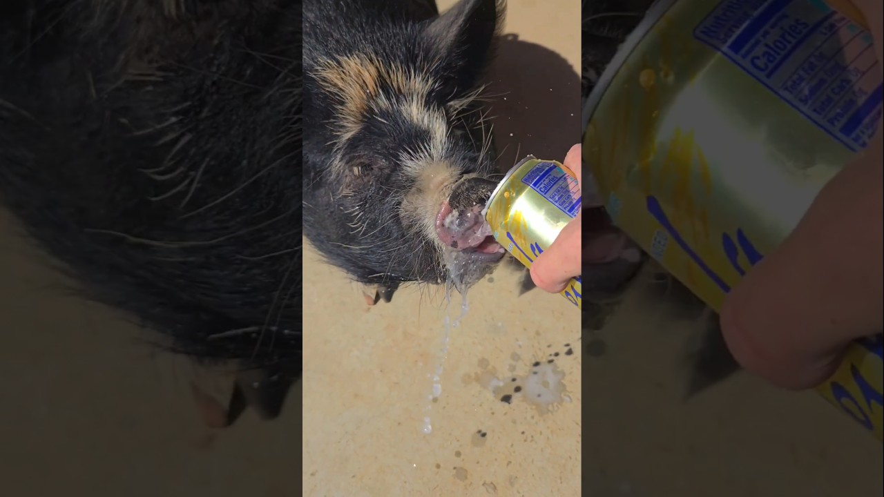 A Daily Dose of Daddy Warbucks... #pig #daddywarbucks