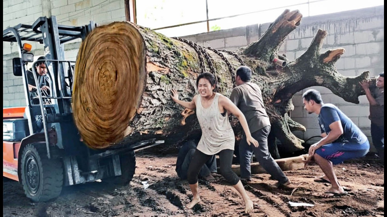 FULL OF DANGEROUS ACTION‼️Sawing a large trembesi wood from an old spring🌲
