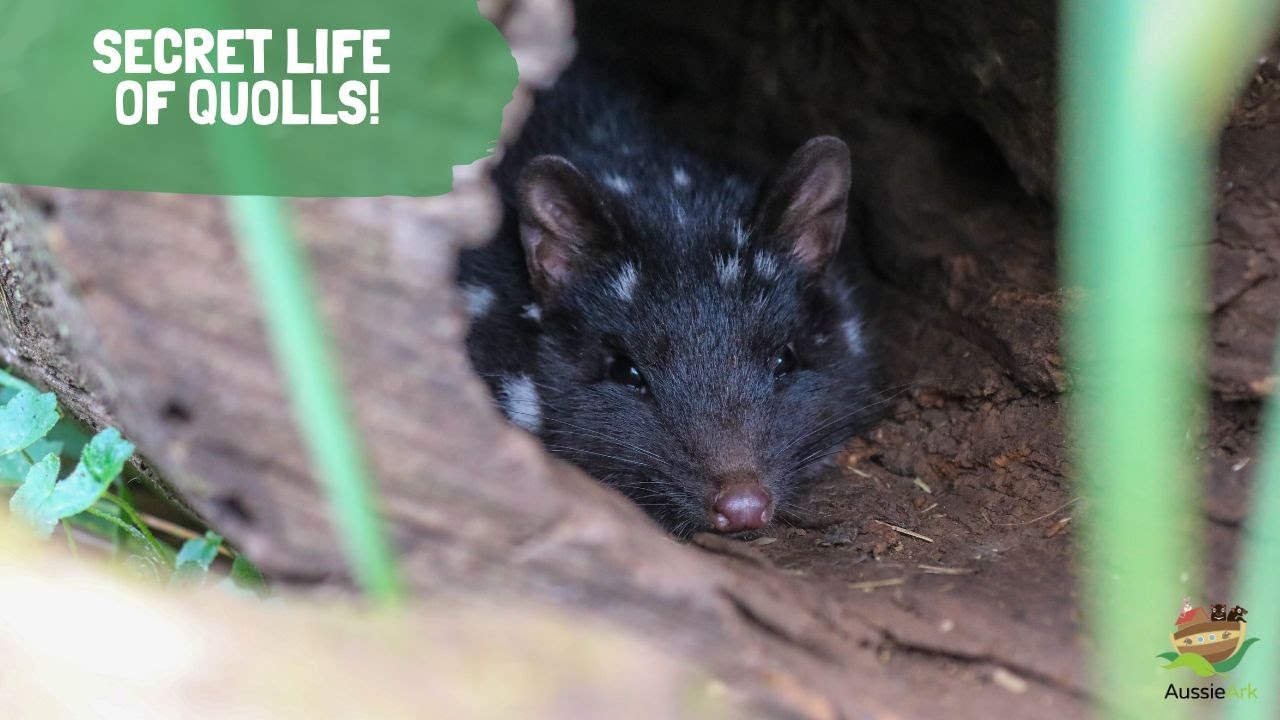 SECRET LIFE OF QUOLLS!