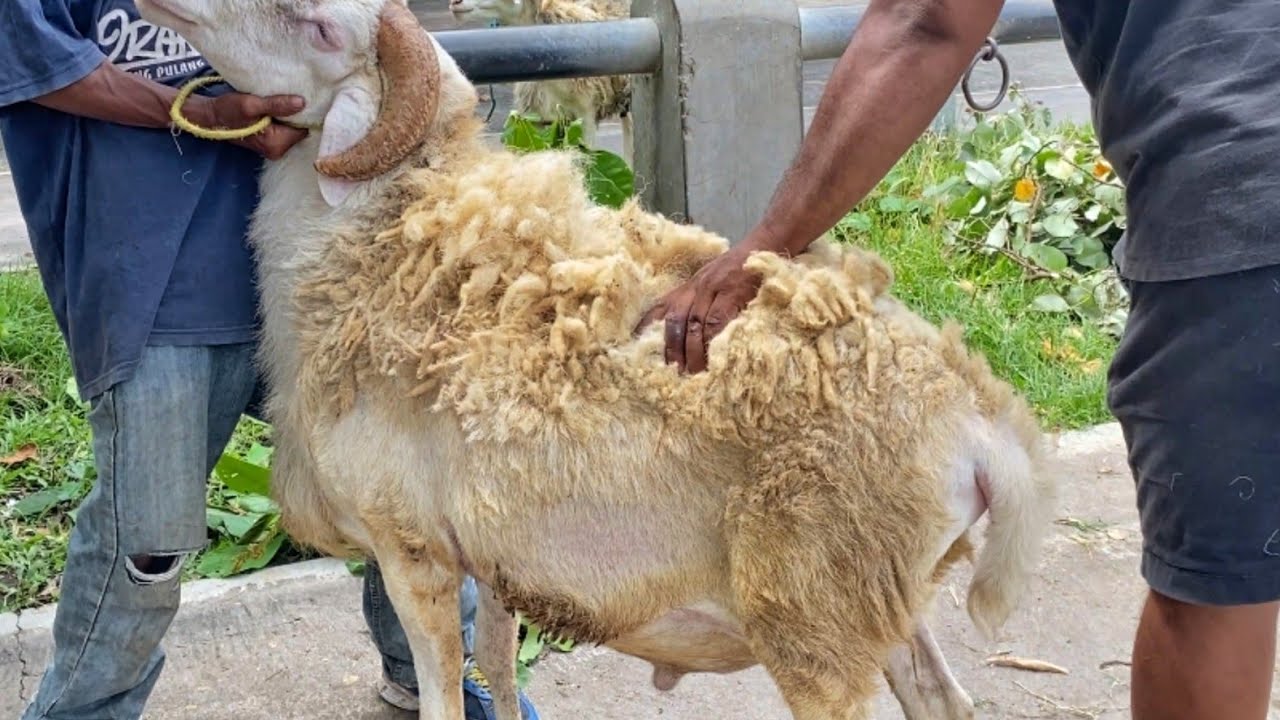 Pasaran Harga Domba Wedus Gembel Jumbo Lereng Merapi Pasar Pahing Hewan Muntilan Magelang Hari ini 
