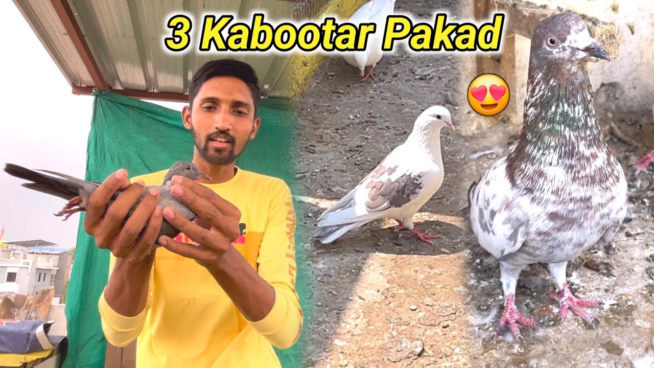 Aj Fancy Kabootar Pakda Or Giribaz Bhi😍