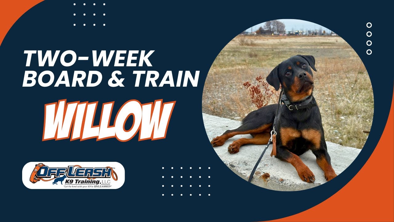 Amazing: How 1 y/o Rottweiler 
