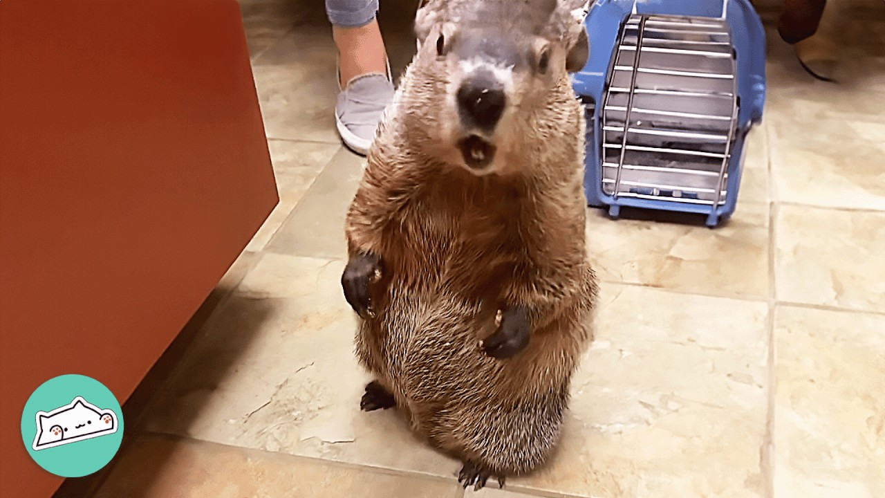 Cheeky Groundhog Loves Making Nests Out Of Girl's Sweaters | Cuddle Buddies