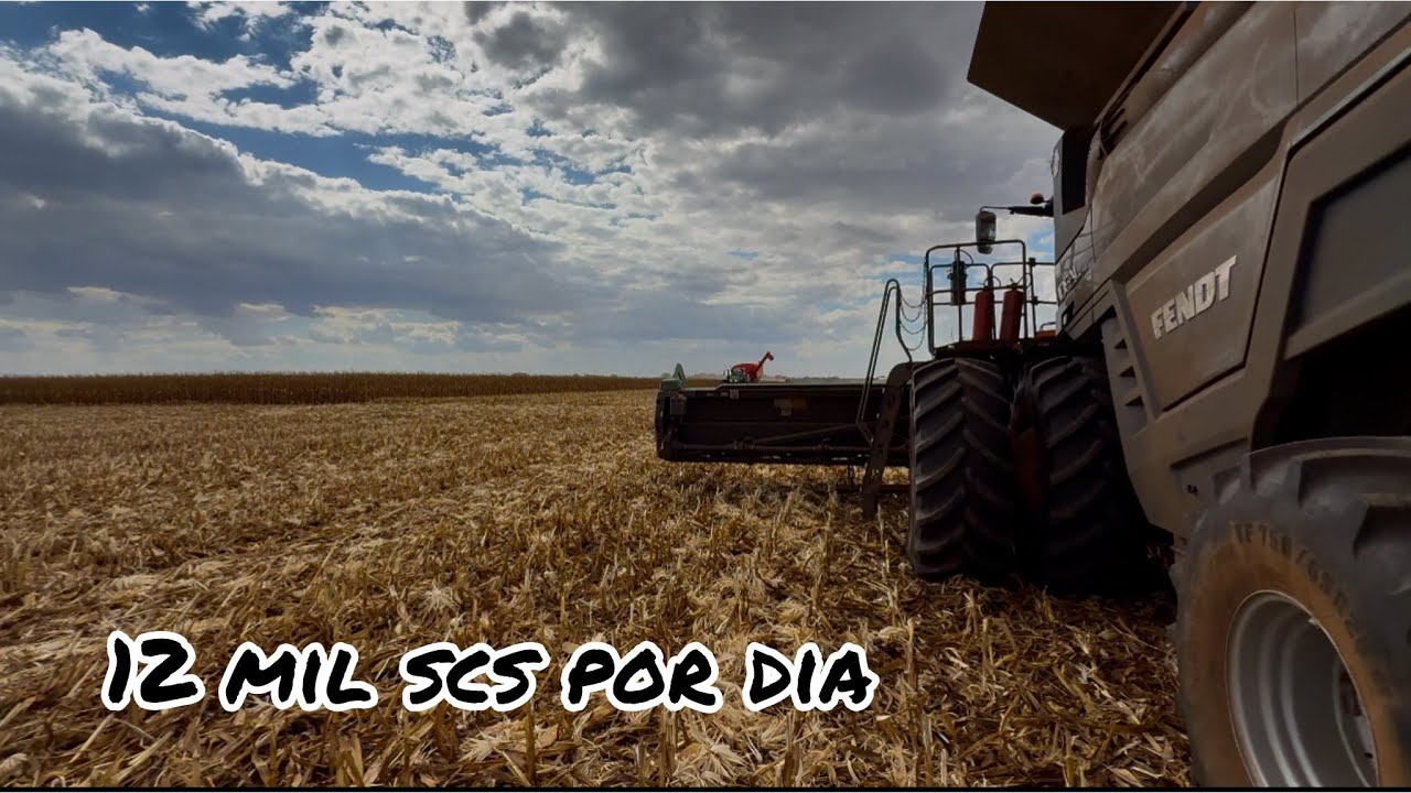 Ep 418 colhendo milho no MT com a FENDT 8 plataforma 24 linhas stara