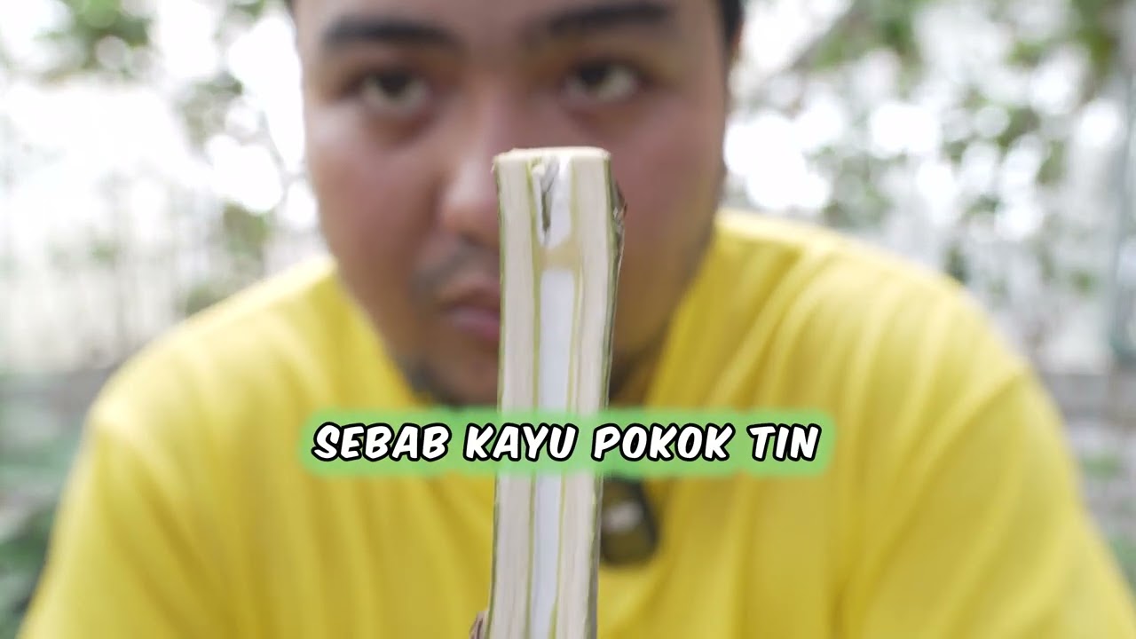Kayu Sugi Dari Pokok Tin?
