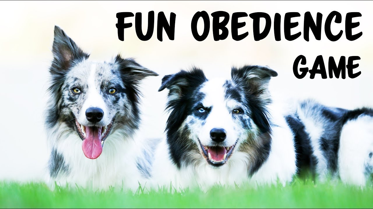 How to train your dog to down as you walk away while heeling