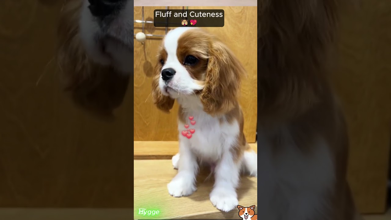 This Dog&rsquo;s Goofy Antics Will Make You Smile! 😆🐕 #FunnyDog #DogLover #happypuppy