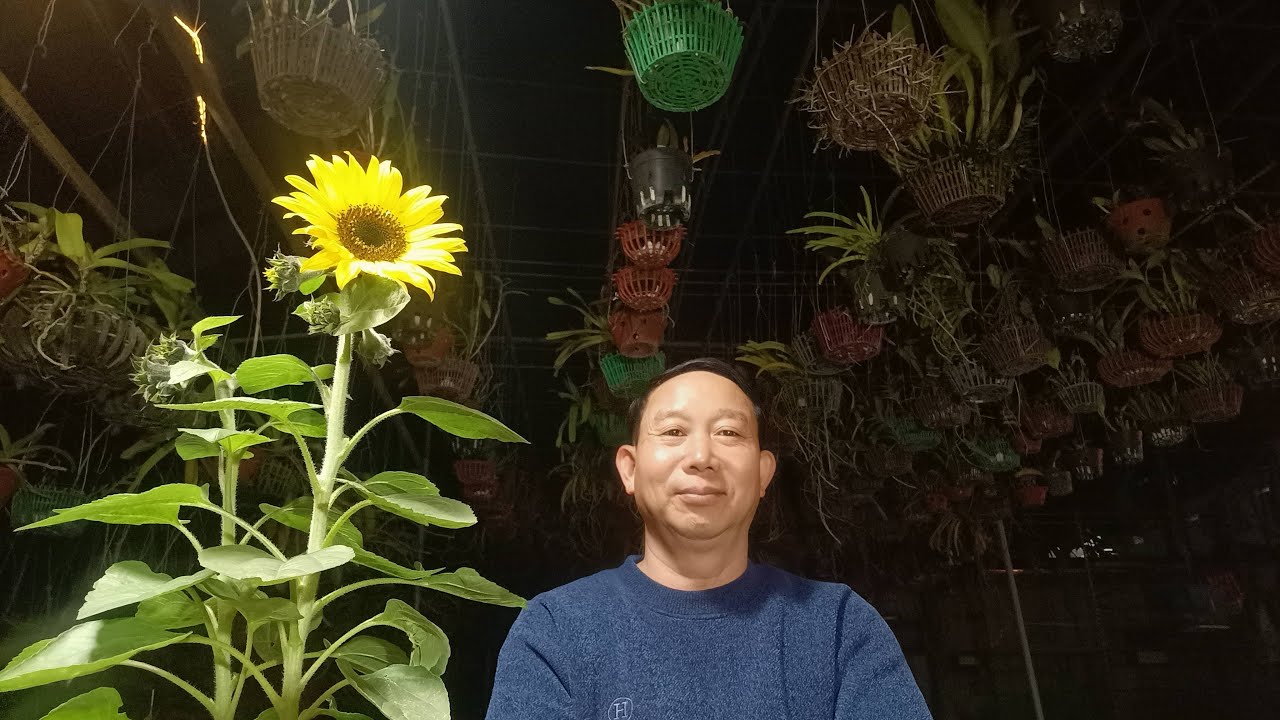Chăm sóc lan gần tết - Người nông dân trồng lan, giao lưu và chia sẻ