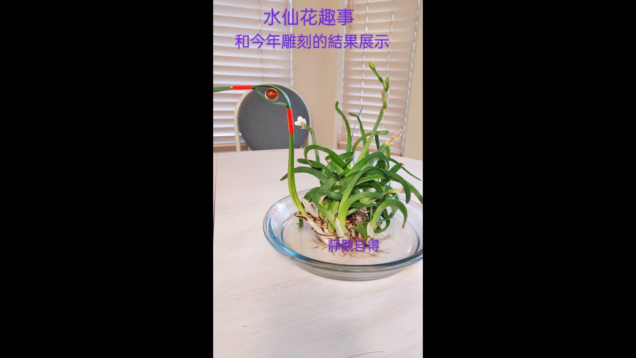 水仙花趣事和今年雕刻的結果展示（字幕請點CC）Narcissus Fun Facts and the Display of the Results of This Year’s Carvings