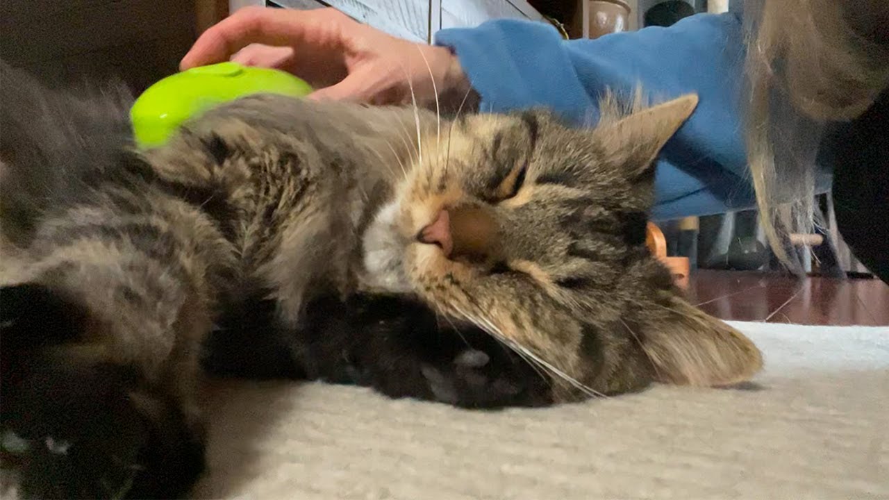 My Cat Is OBSESSED With This Steamy Brush🧼😸