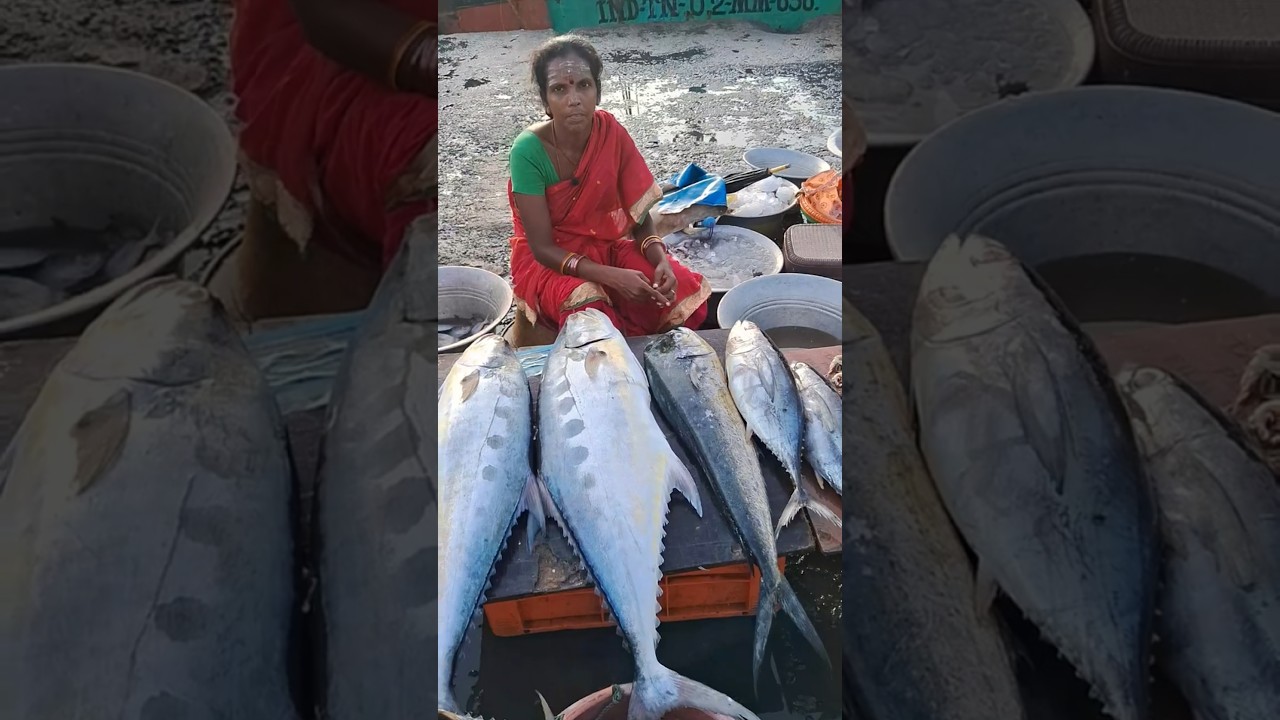 💥🐠 Kasimedu Fresh tasty Parla fish very low price | Kasimedu fish market #fish #mahimahifish #viral