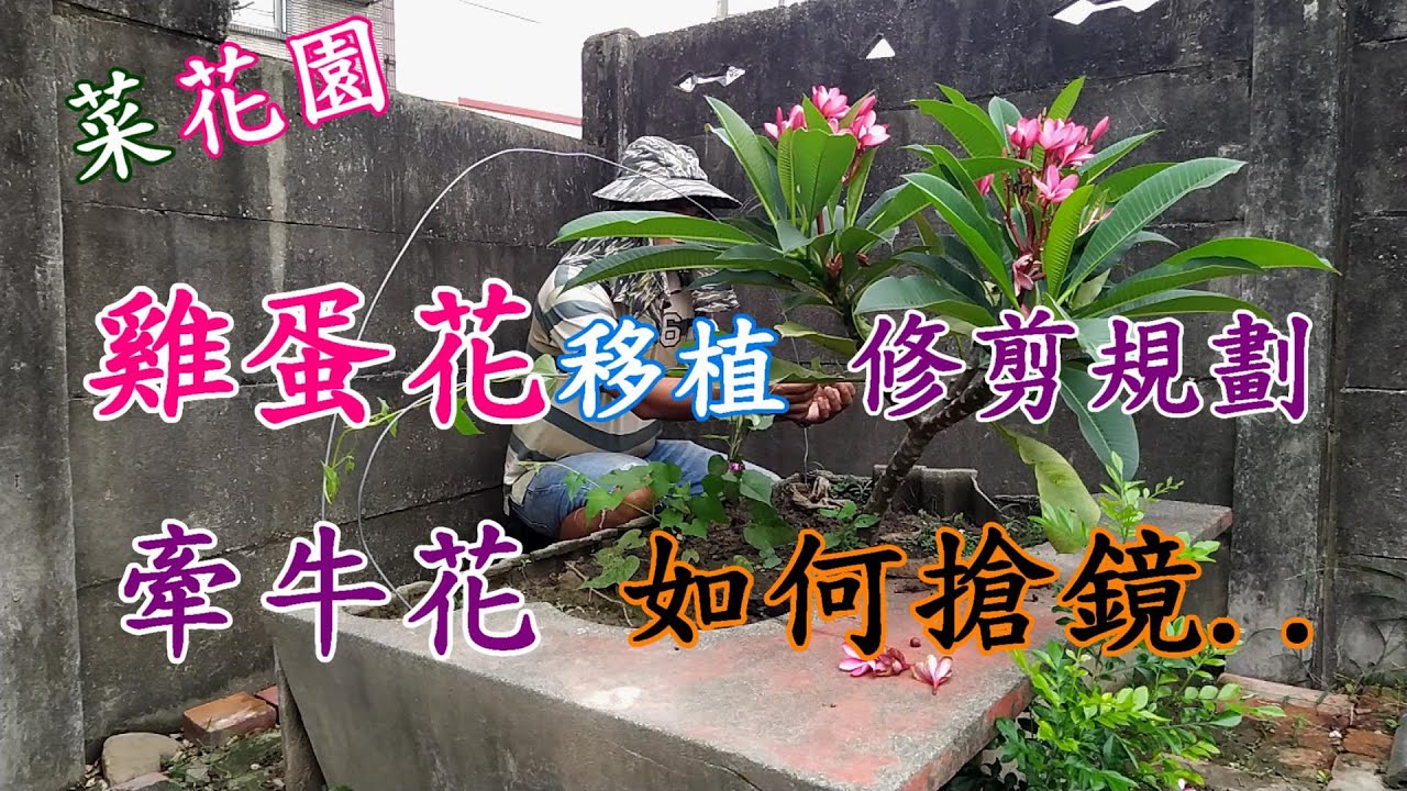 [菜花園]10_1  雞蛋花 牽牛花種植 矮化的樣態與新長出枝條的位置 帶有甜甜的花香味 加入攀爬型牽牛花後 充當背板外 也讓這獨特的花盆 有重生的感覺...