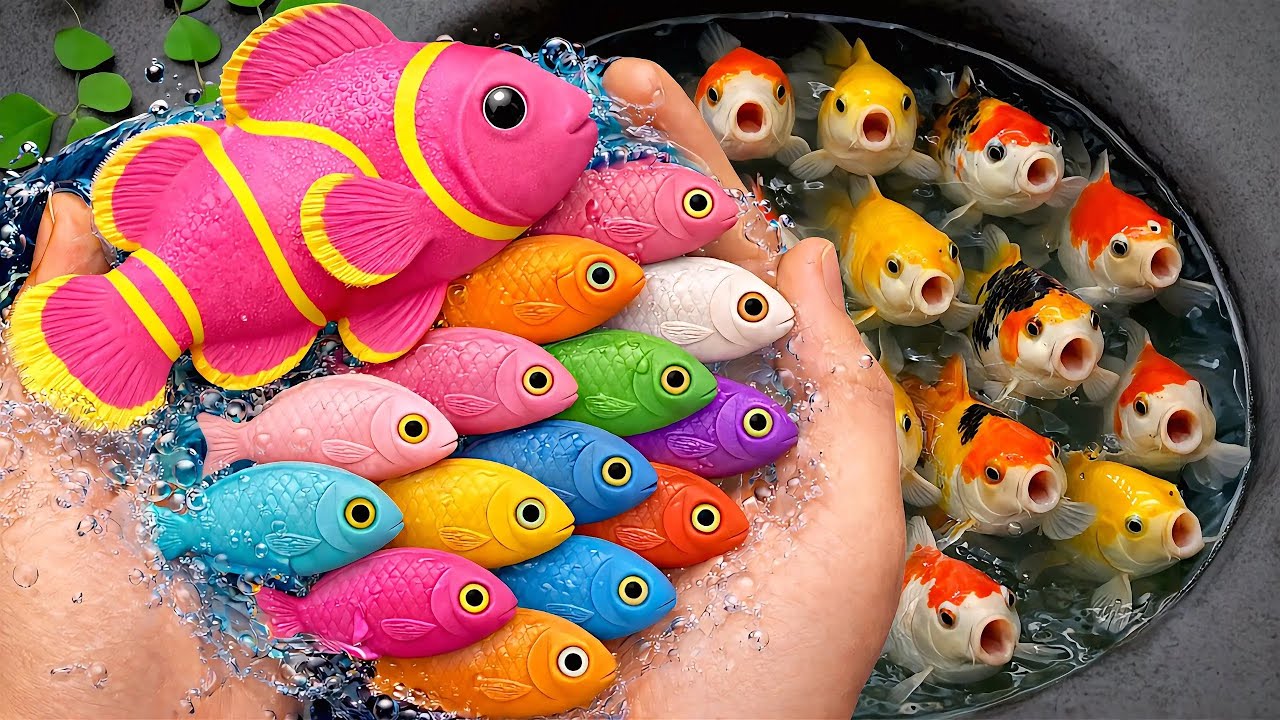 Serok ikan warna-warni air tawar, ikan hias akuarium, ikan mas, ikan koi, ikan komet, kura-kura lucu
