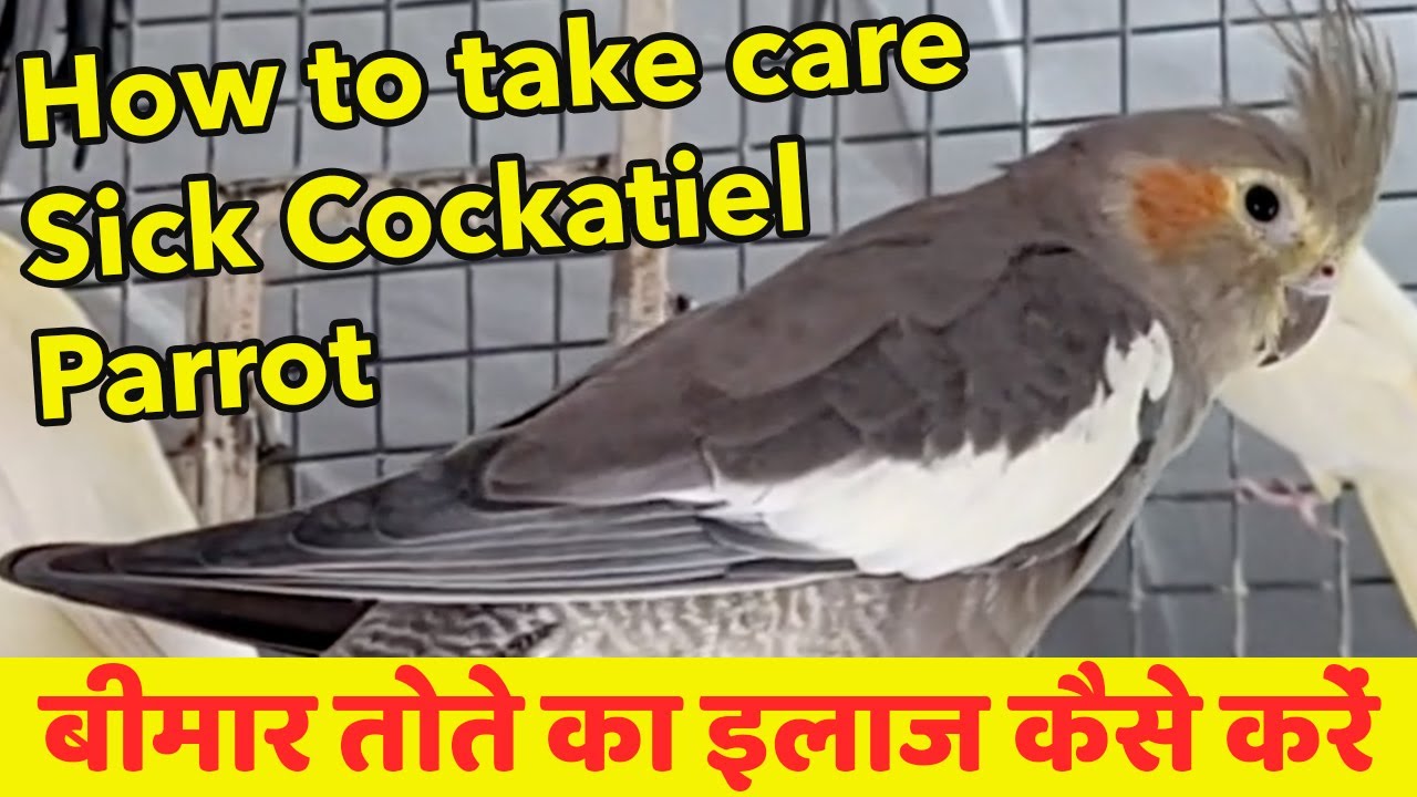 How to take care of sick cockatiel parrot - First Aid for Sick Parrot