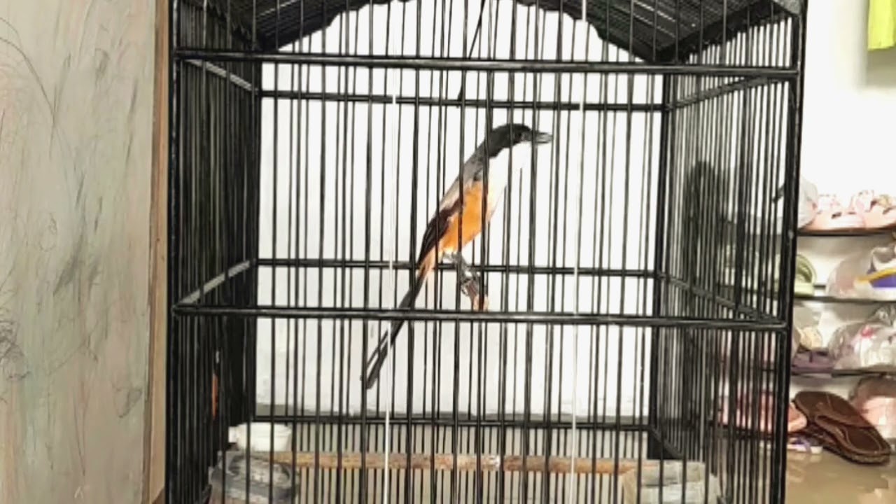 CENDET MADURA SAPUDI KEPALA GOSONG BOLO #cendetgacor #ternakcendet #bodbodcendet #masteran #burung