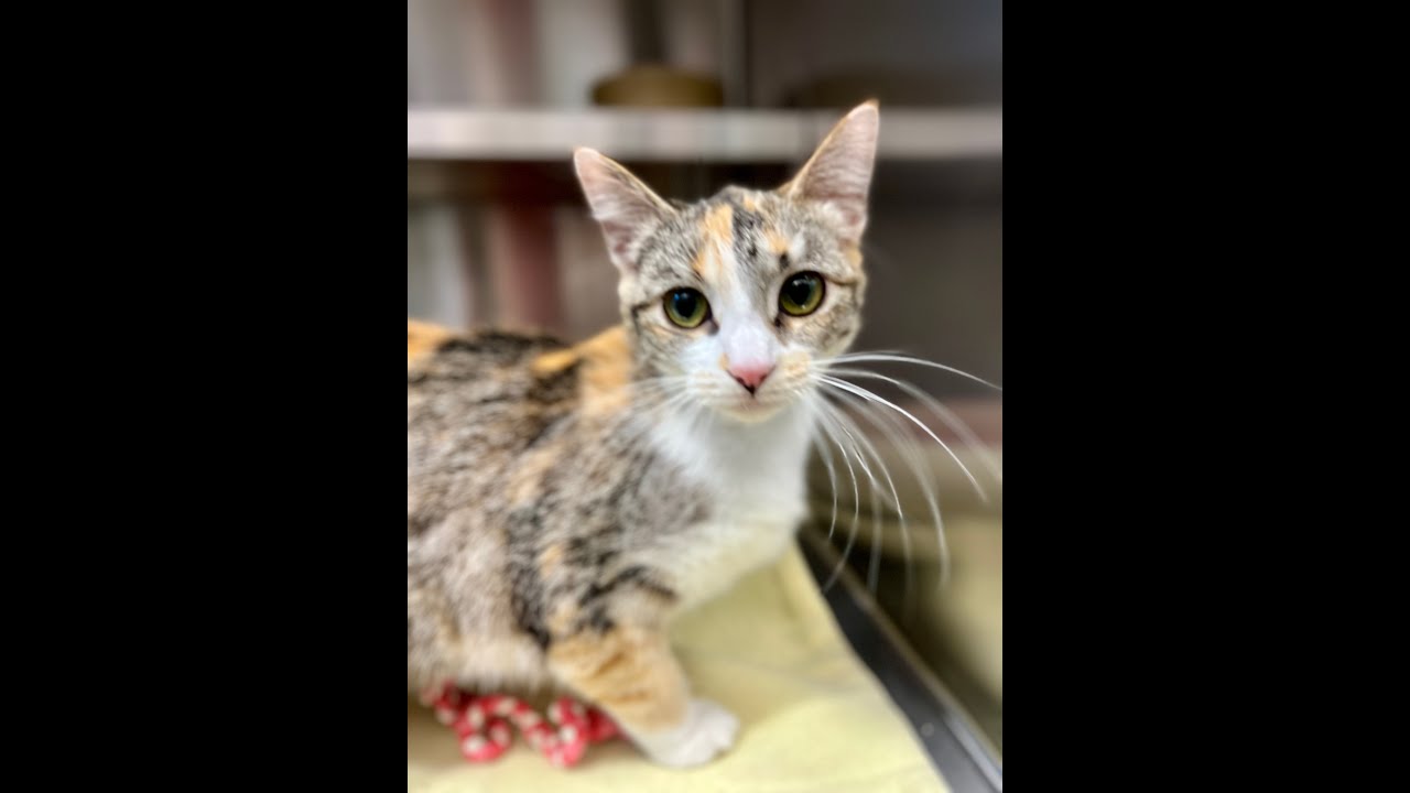 Tawny - Adoptable Cat at Brown County Humane Society