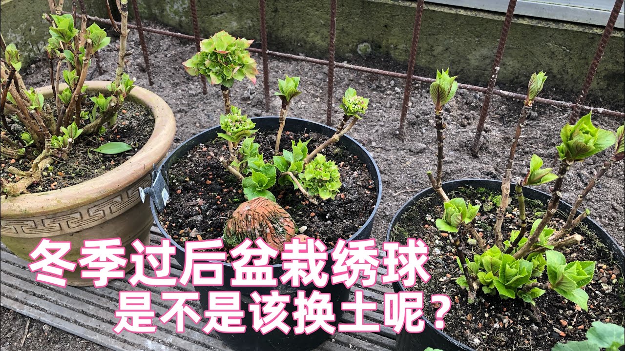 盆栽绣球花冬季过后该不该换新盆土/什么情况下需要换土/绣球土壤配置需要注意什么/如何百分百零失败用压条法培育繁殖绣球/如何正确换盆种植以及后期注意事项/顺带交去年绣球幼苗成长作业/24.02.2022