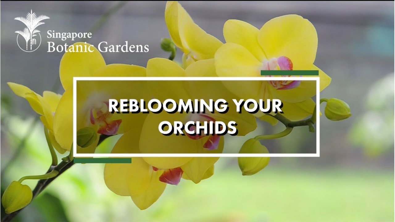 Reblooming Your Orchids