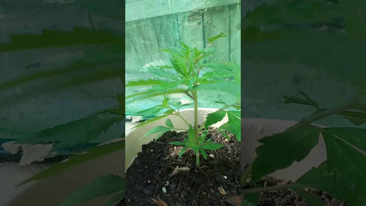 OUTDOOR  gro 32 day old marijuana plants