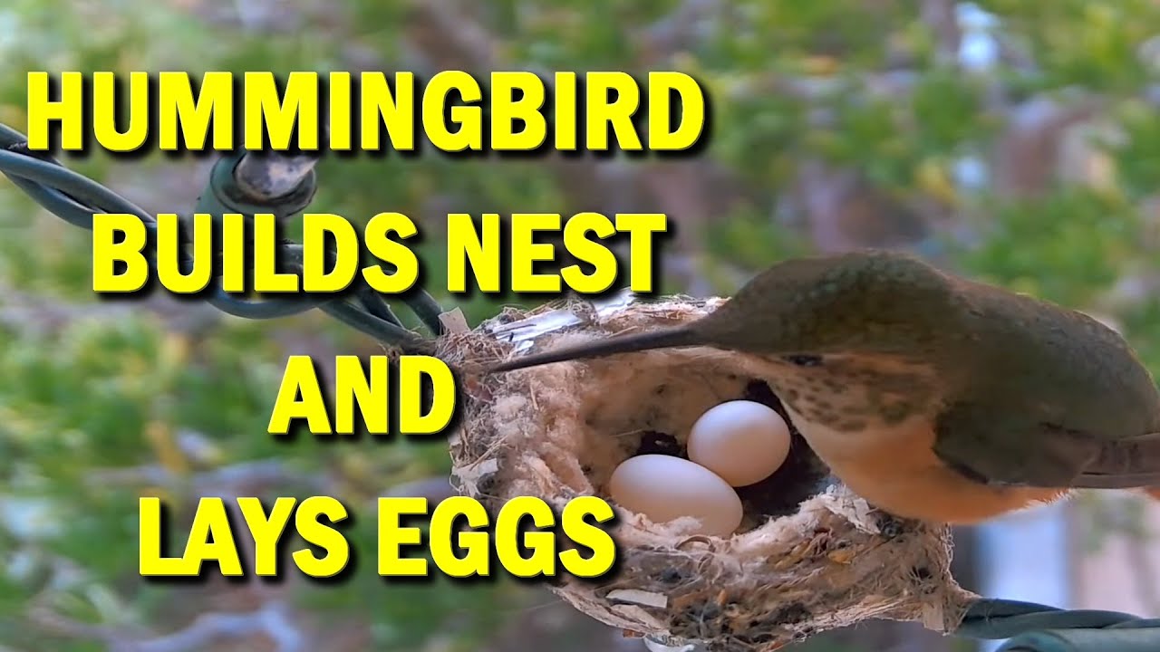 Mother Allen's Hummingbird Builds Nest and Lays Two Eggs