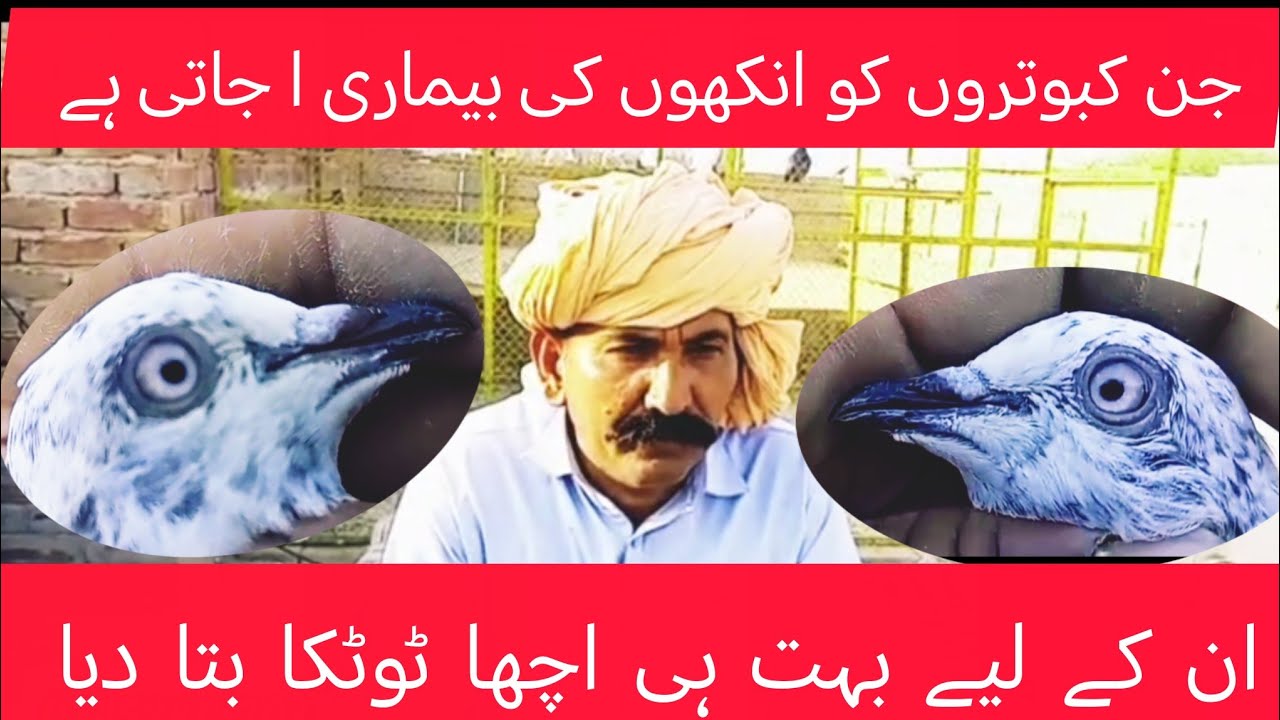 اس وگ میں جن کبوتروں کی انکھیں خراب ہو جاتی ہیں ان کے لیے مکمل ٹوٹکہ بتا دیا 