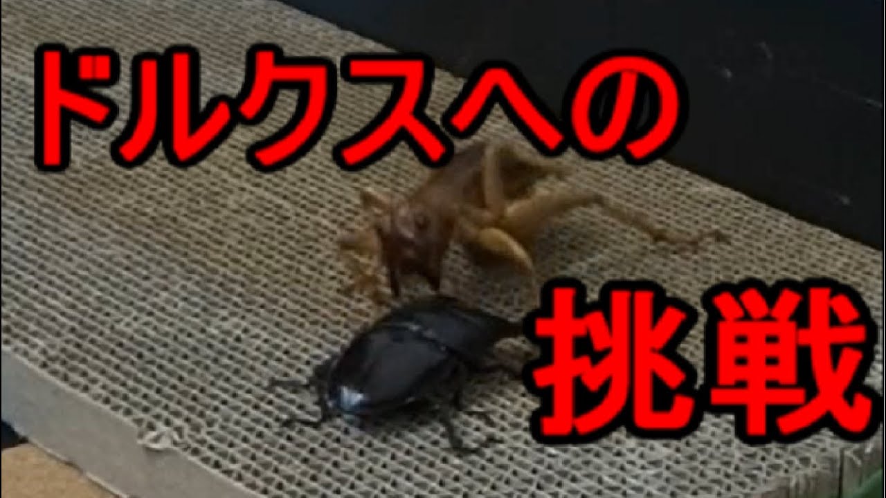 【インドネシアの悪霊】リオック VS スマトラオオヒラタクワガタ　Sia ferox vs stag beetle【クワガタ連合】