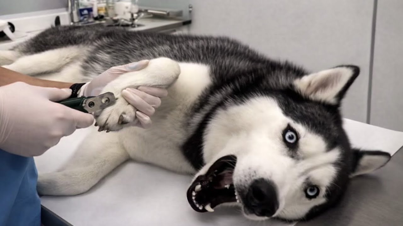 Funniest Dog and Cat Reactions 😱 Best Funny Pet Moments 2026