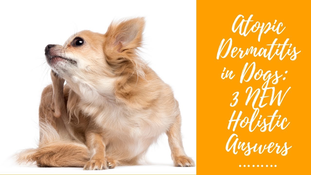 Atopy (Environmental Allergy) in Dogs: 3 Holistic Options