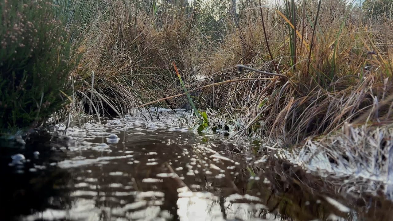 Highland Stream – 20 Minutes of Flow | Scotland