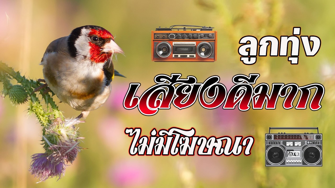 ลูกทุ่งเพราะมาก : ระบบเสียงดีฟังเพราะมาก #รวมเพลงลูกทุ่งฟังเพราะ #คัดมาพิเศษ #ไม่มีโฆษณา