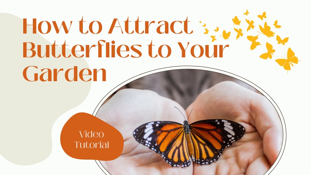 How to Attract Butterflies to Your Garden 🦋