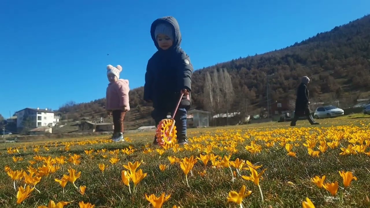 Ahırlı Bartlı Yaylası'nda Çiğdemler Açtı ziyaretçi akını başladı.