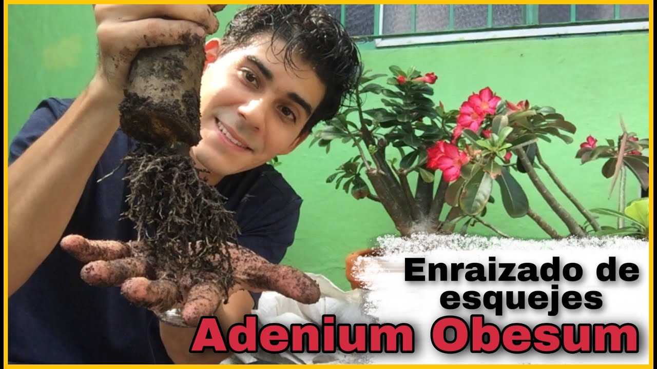 Esquejes de Rosa del Desierto (Seguimiento, raíz en Adeniums)