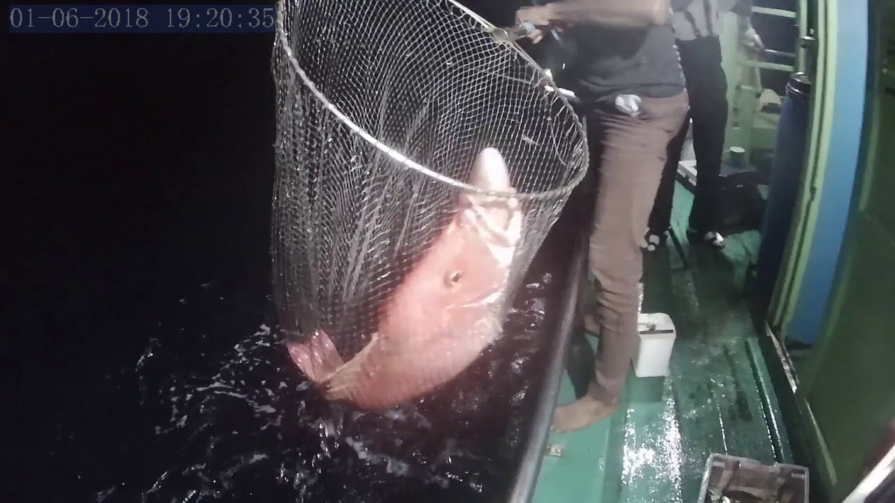 Daiwa Leobritz S500J vs Red Snapper