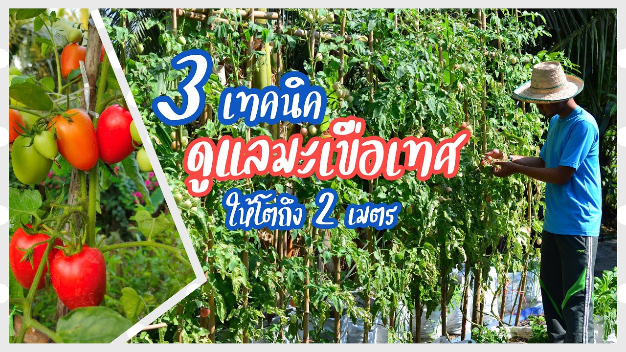 3 เทคนิค ดูแลมะเขือเทศ ให้ต้นโตสูงได้ถึง 2 เมตร