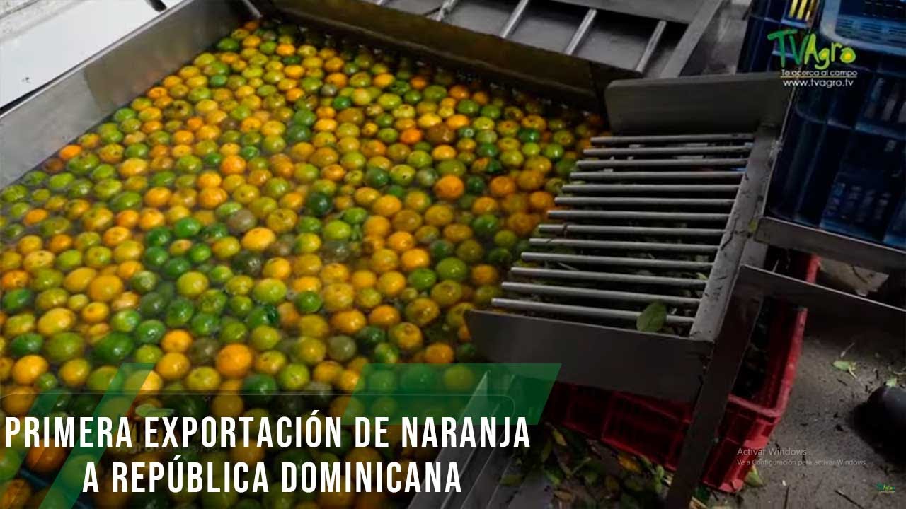 Primera exportación de naranja a República Dominicana - TvAgro por Juan Gonzalo Angel Restrepo