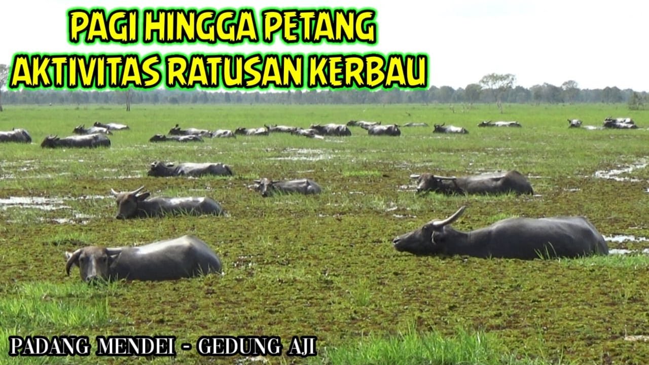 PEMANDANGAN RATUSAN KERBAU RAWA DIANGONKAN DENGAN HAMPARAN RUMPUT YANG SANGAT LUAS