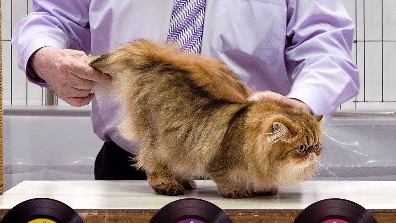 CFA International Show 2019 - Longhair Adult Class Judging - Exotics